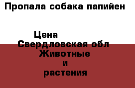 Пропала собака папийен › Цена ­ 10 000 - Свердловская обл. Животные и растения » Собаки   . Свердловская обл.